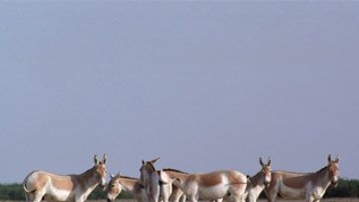 Little Rann - Wild Ass Sanctuary