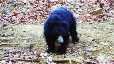 Jessore Sloth Bear Sanctuary