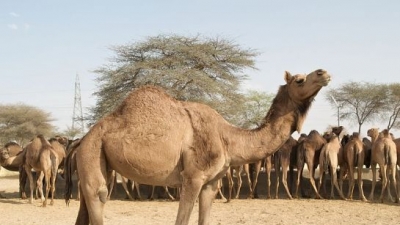 Camel Breeding Farm