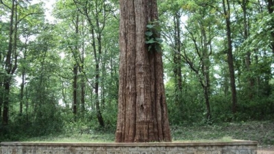 Kannimara Teak