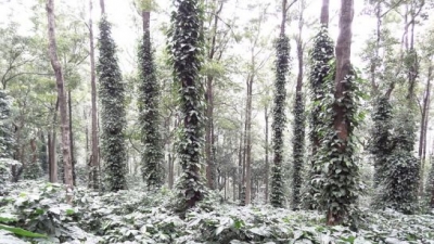 Coffee Plantations On Ananthagiri Hills
