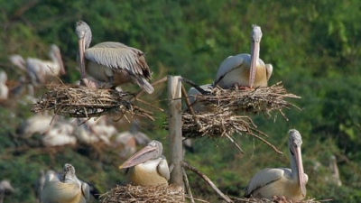 Uppalapadu Nature Conservation