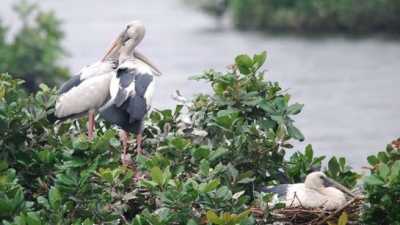 Nelapattu Bird Sanctuary