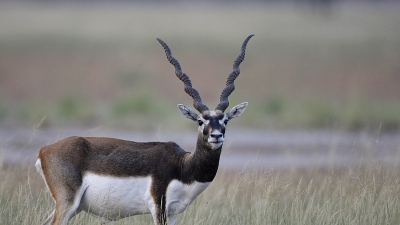 Vallanadu Deer Sanctuary