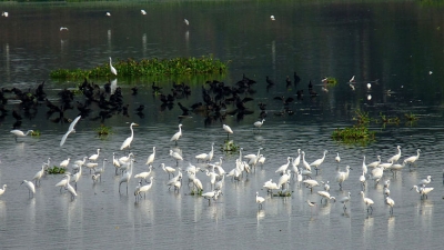 Singanallur Lake