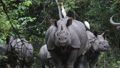 Kaziranga National Park