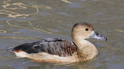 Chakrashila Wildlife Sanctuary