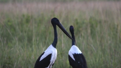 Pani Dihing Bird Sanctuary