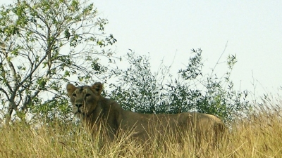 Vasona Lion Safari