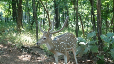 Satmaliya Deer Park