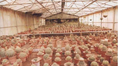 Cactus Garden