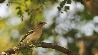 Kanwar Lake Bird Sanctuary