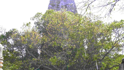 Bodhi Tree