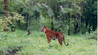 Bhadra Wildlife Sanctuary