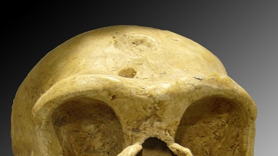 Museum Of Evolution Of Life