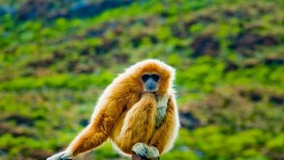 Fakim Wildlife Sanctuary