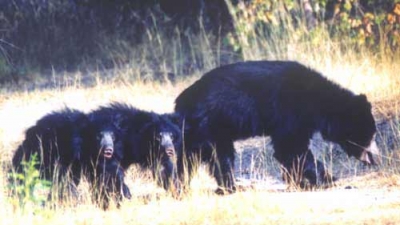 Daroji Sloth Bear Sanctuary