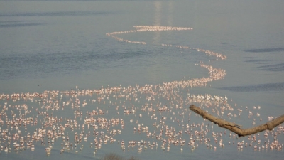 Chari Dhand Wetland Conservation Reserve