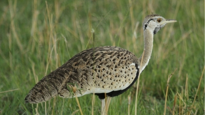 Kutch Bustard Sanctuary