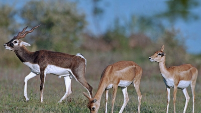 Narayan Sarovar Sanctuary