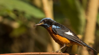 Aralam Wildlife Sanctuary