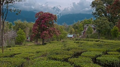 Palampur
