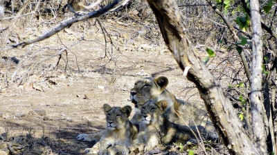 Gir National Park
