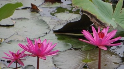 Kalpataru Botanical Garden