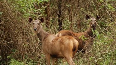 BRT Wildlife Sanctuary
