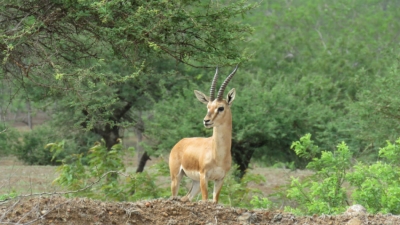 Ramgarh Vishdhari Wildlife Sanctuary