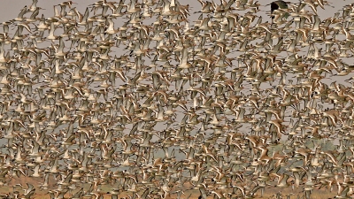 Mangalajodi Bird Sanctuary
