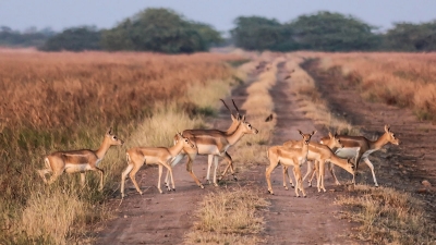 Chandraprabha Sanctuary