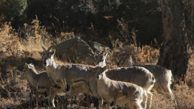 Gangotri National Park