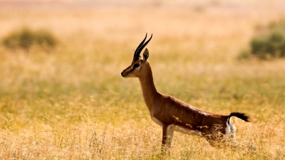 Pania Wildlife Sanctuary