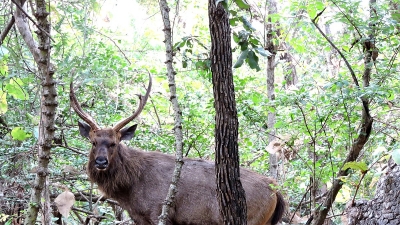 Other Animals Of Gir