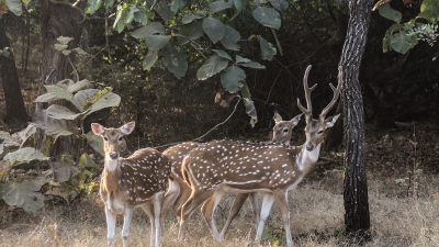 Mitiyala Wildlife Sanctuary