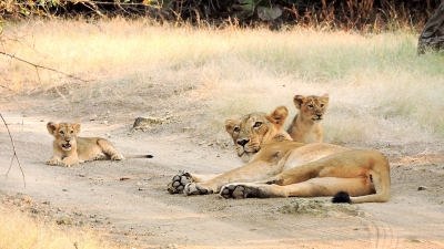Asiatic Lions Of Gir