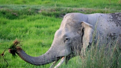 Dudhwa National Park
