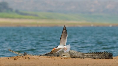 Chambal Safari