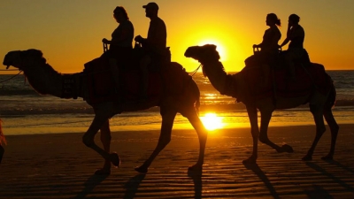 Camel Safari