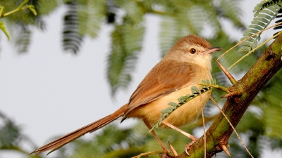 Birding