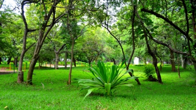 Looksi (Kupli) Park