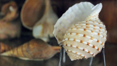 Sea Shell Museum