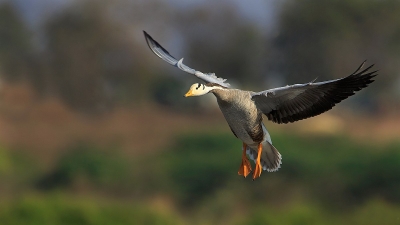 Magadi Bird Sanctuary
