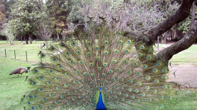 Bankapura Peacock Sanctuary