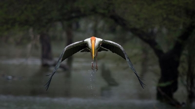 Keetham Lake And Sur Sarovar Bird Sanctuary