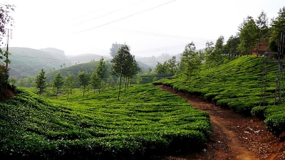 Tea And Spice Plantations
