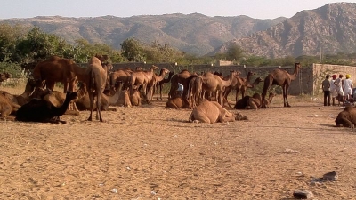 Pushkar Cattle Fair