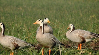 Keoladeo National Park