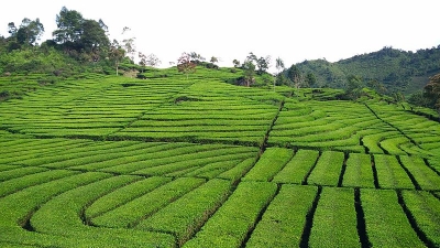 Cinnamora Tea Estate